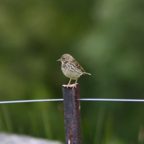 Protected Species and Ornithological Surveys