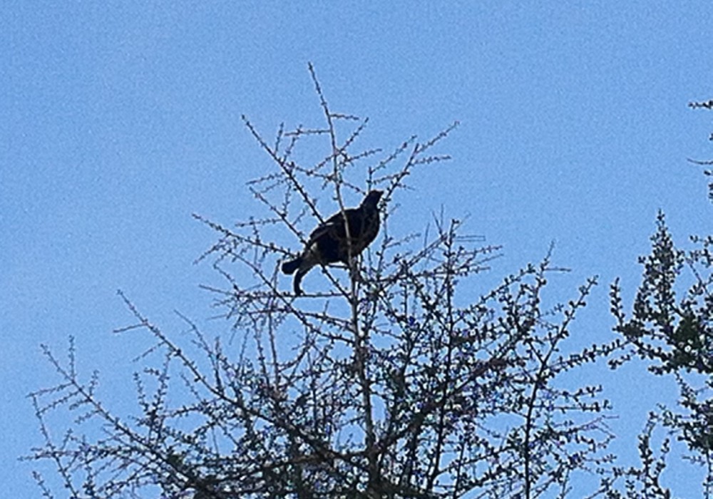 Protected Species and Ornithological Surveys