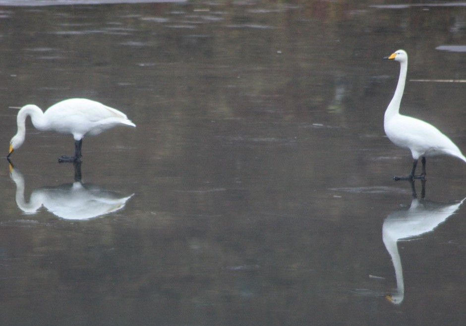 Protected Species and Ornithological Surveys