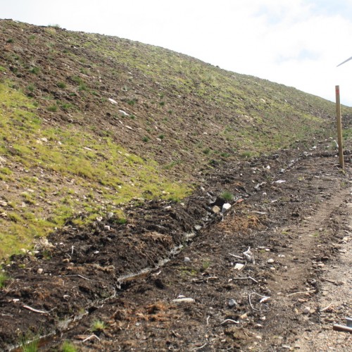 Woodland and habitat surveys