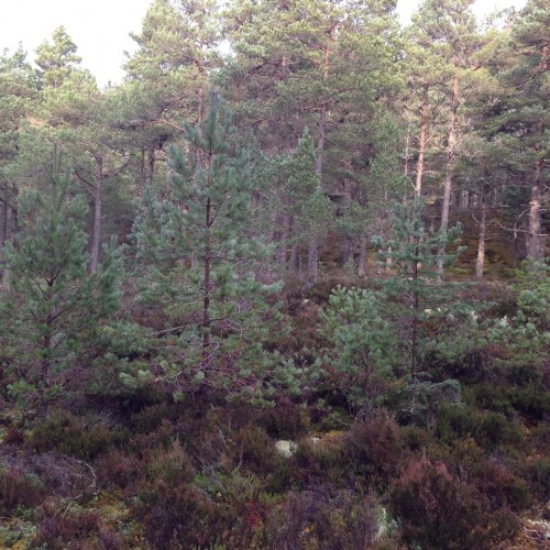 Woodland and habitat surveys