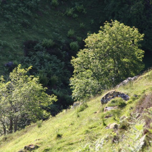 Woodland and habitat surveys