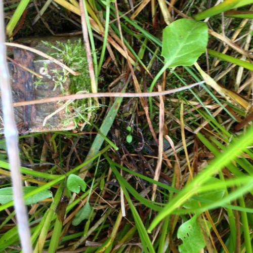 Woodland and habitat surveys