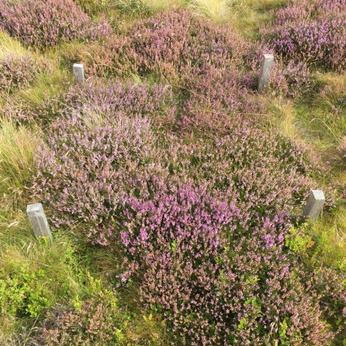 Woodland and habitat surveys